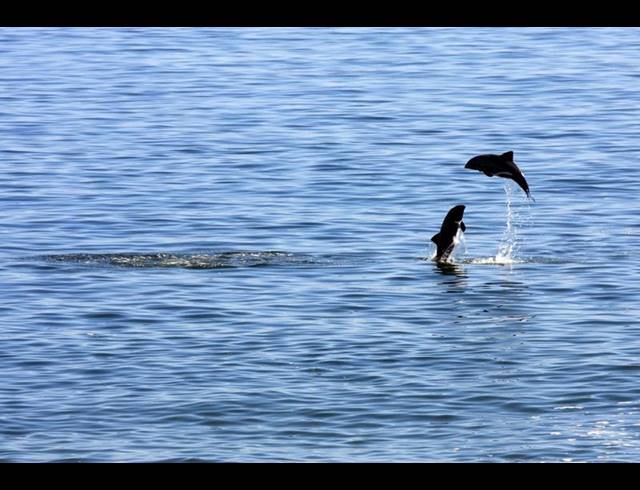 5 BEDROOM HOUSE FOR SALE IN SHELLEY POINT